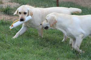 Semi and Carson